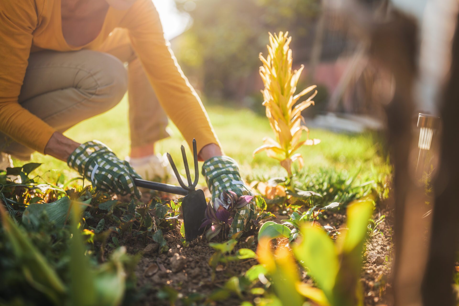 235049521_l Close up image of senior woman gardening in her yard. She is using rake while planting a flower.